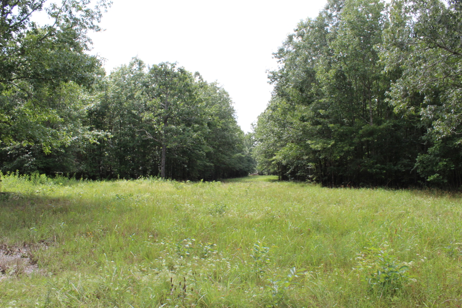 Unplugged and Undisturbed: The Ultimate 171-Acre Texas Wilderness